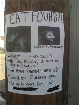 ugly_kitty[1].jpg 